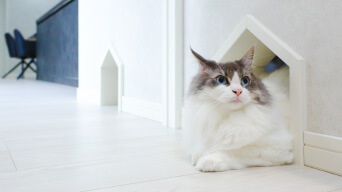 家の中にいる猫のイメージ画像